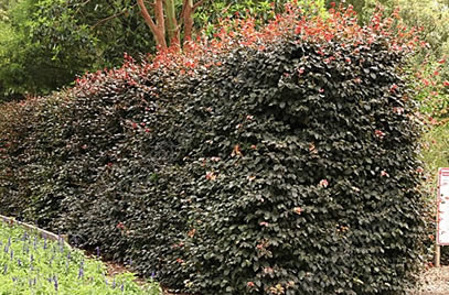Fagus - Buk Pospolity