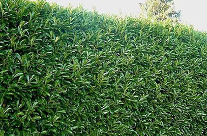 Prunus Lusitanica